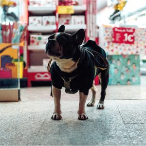 Bursa Köpek Oteli