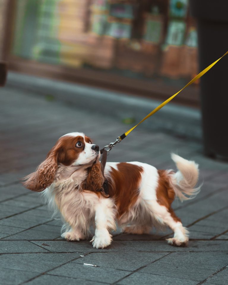 Bursa Köpek Eğitim Merkezi ve Köpek Oteli