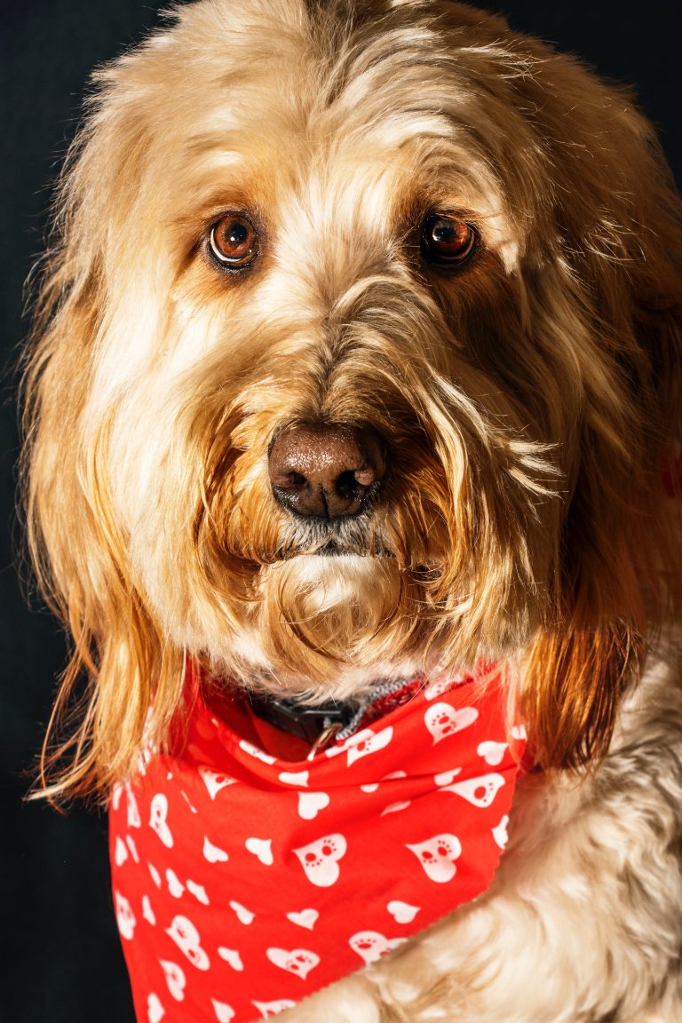 Bursa Köpek Eğitimi