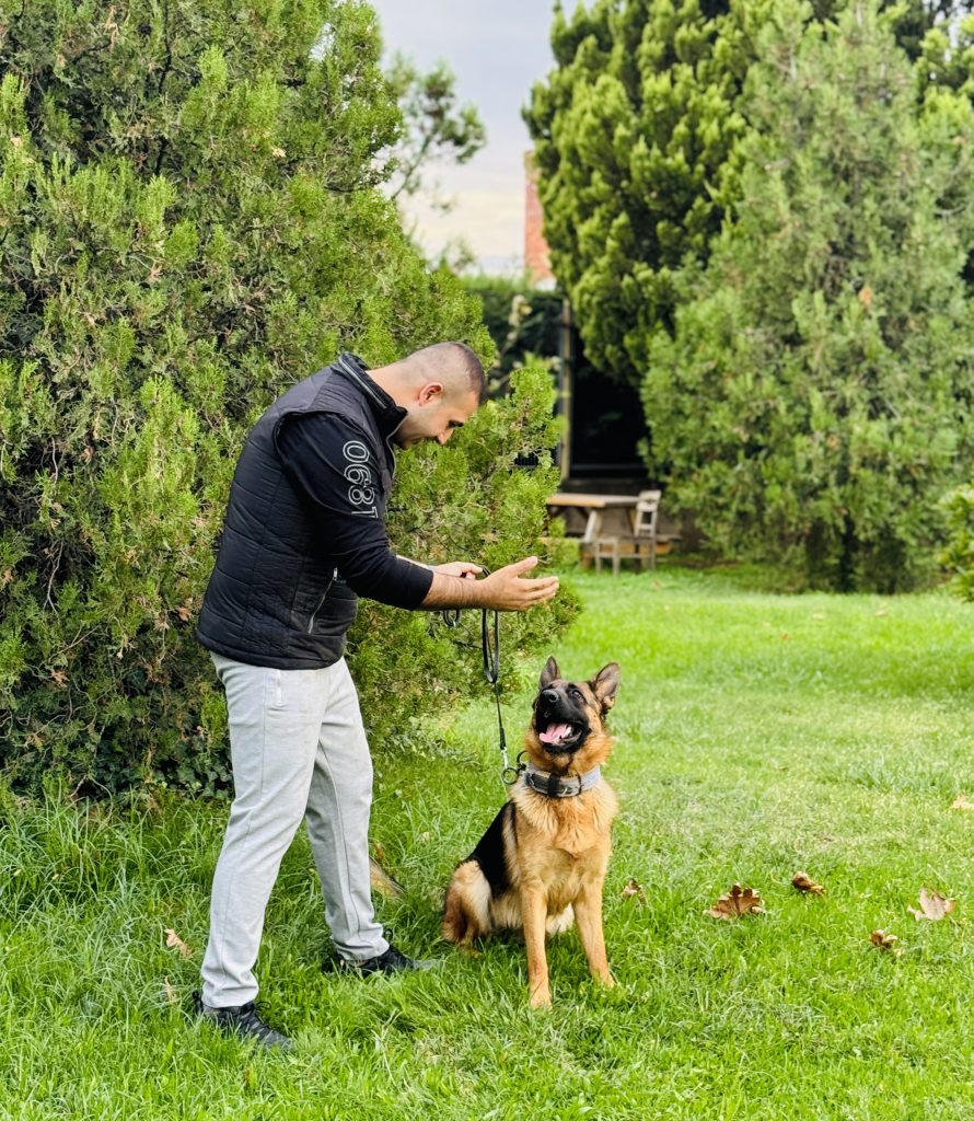 Profesyonel Köpek Eğitim ve Bakım Hizmeti