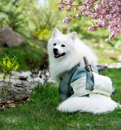 Bursa Köpek Eğitimi (1)