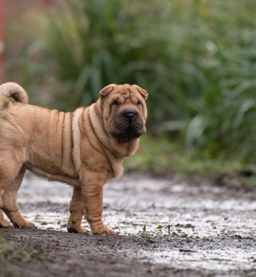 Bursa Köpek Eğitimi (2)