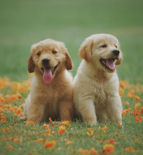 Bursa Köpek Eğitimi (3)