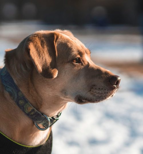 Bursa Köpek Eğitimi (5)