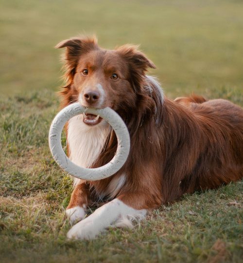 Bursa Köpek Eğitimi (6)