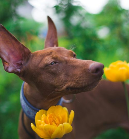 Bursa Köpek Eğitimi (7)