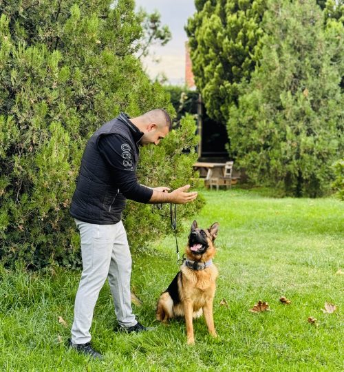 Bursa Dog Walker | Turgut Genç